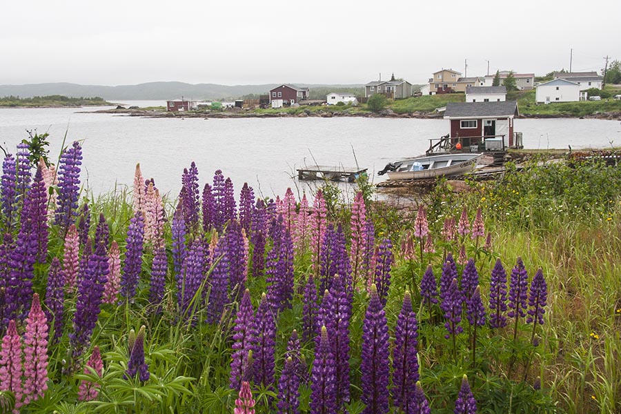Lupins in Valleyfield